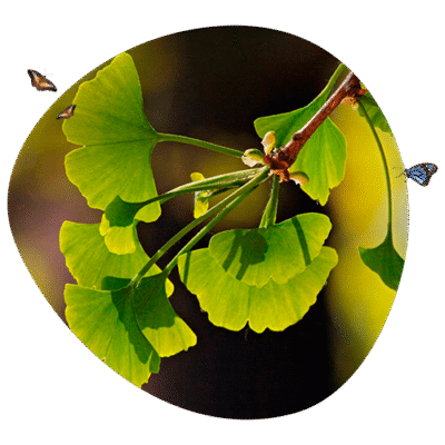 ginko - refine