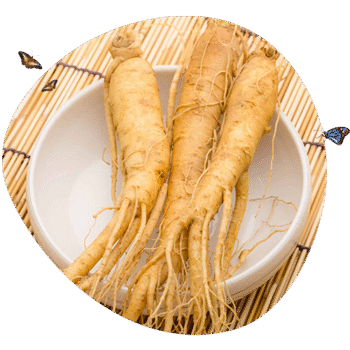 refine - panak ginseng